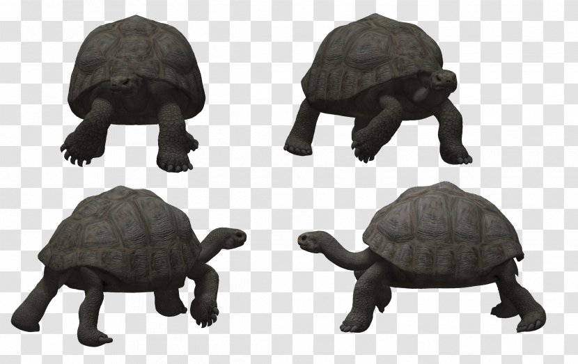 Turtle Reptile Tortoise - Tortoide Transparent PNG