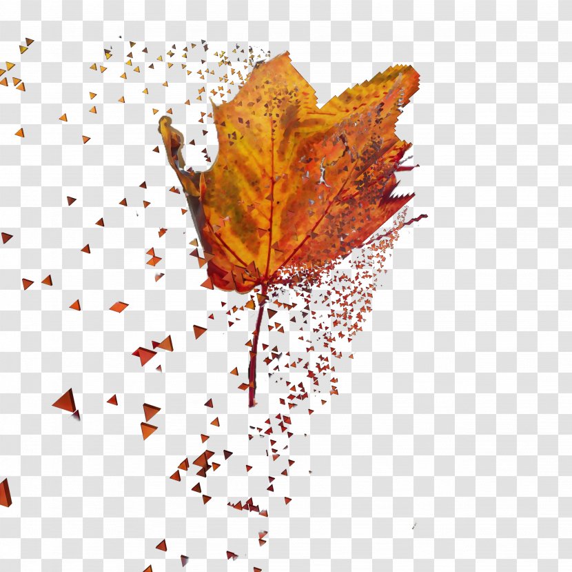 Autumn Plant - Poetry - Beech Transparent PNG
