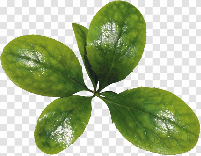 Green Leaf - Designer Transparent PNG