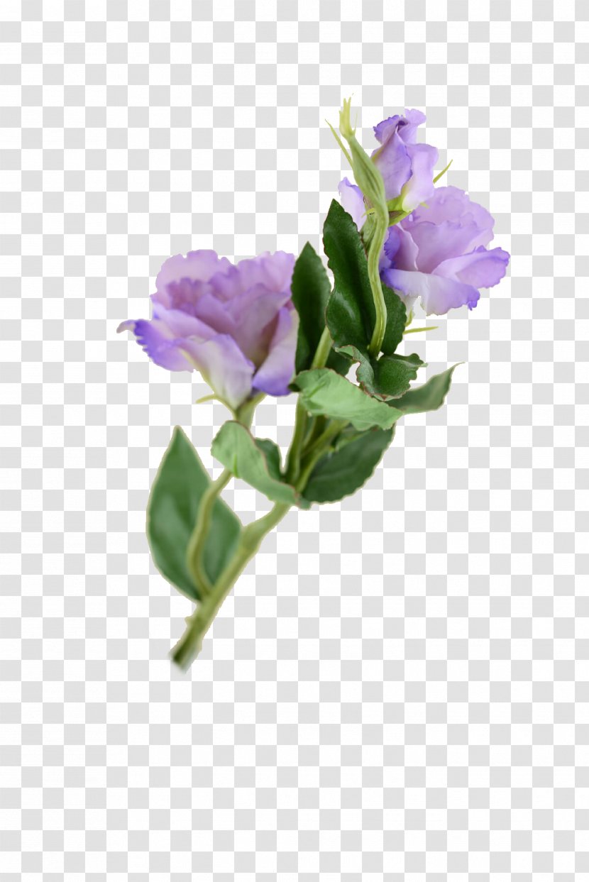 Cut Flowers Prairie Gentian Plant Stem Paper - Violet - Flower Transparent PNG