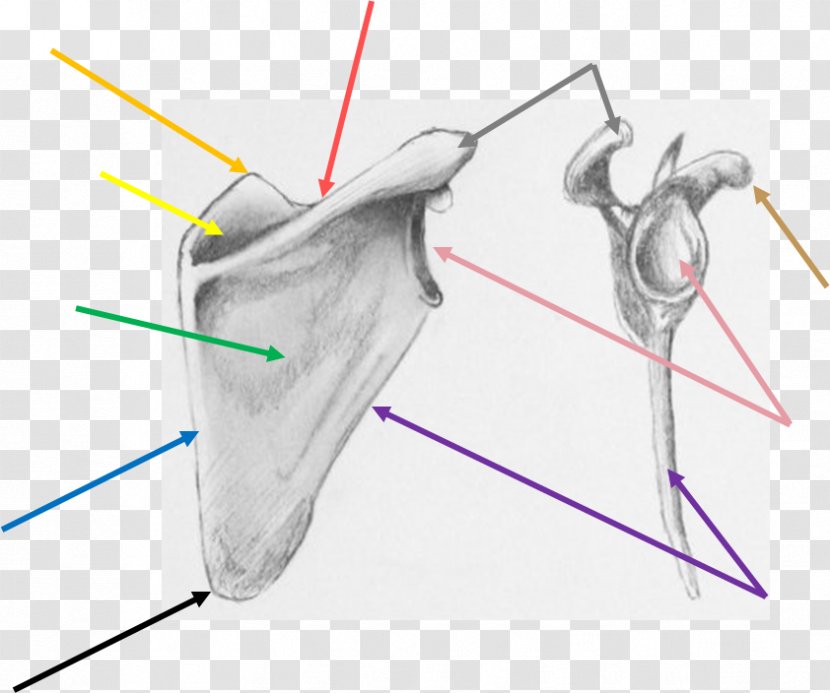 Ear Drawing /m/02csf Product Bone - Cartoon Transparent PNG