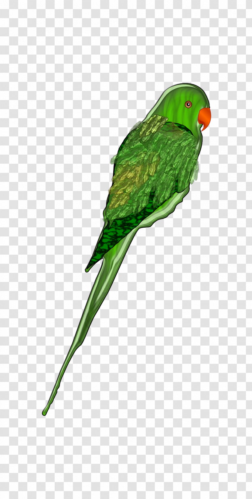 Parrot Bird Budgerigar Parakeet Clip Art - Wing Transparent PNG