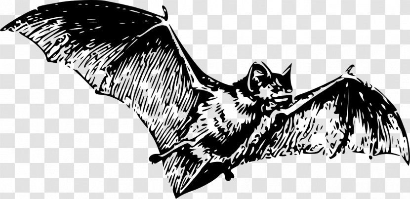 Bat Drawing Clip Art - Monochrome Transparent PNG