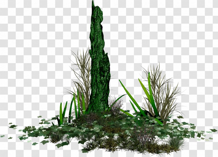 Submergent Plant Green RGB Color Model - Vegetation - Pine Family Transparent PNG