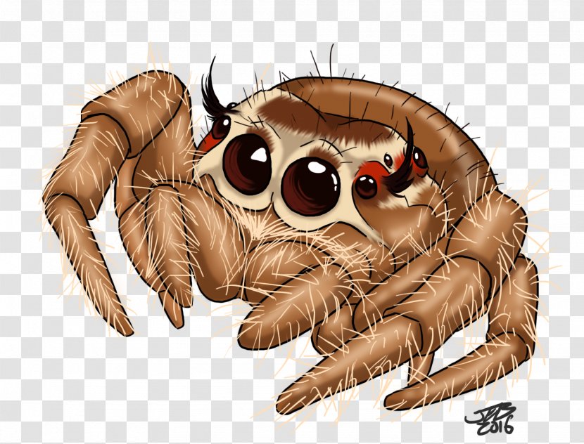 Jumping Spider Drawing Tattoo Transparent PNG