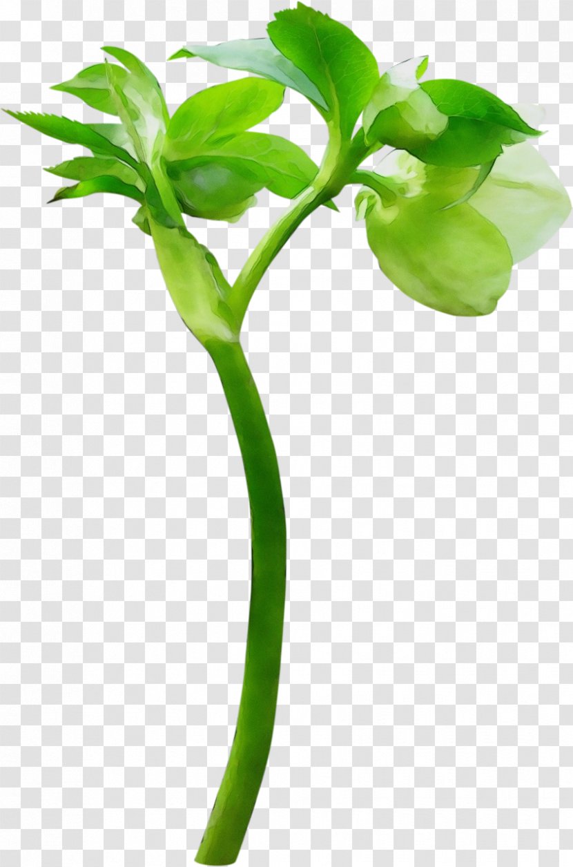 Bud Leaf Image Flower - Petal - Plants Transparent PNG