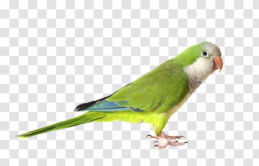 Monk Parakeet Parrot Bird Cockatiel Pin Feather - Sparrow Transparent PNG