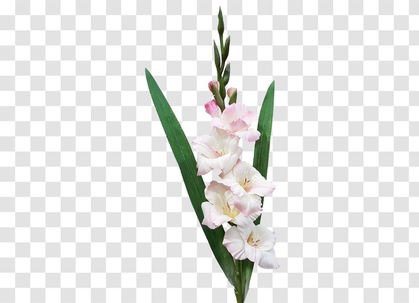 Gladiolus Cut Flowers Plant Stem Flower Bouquet - Floral Design Transparent PNG
