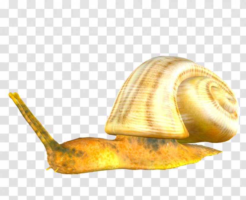 Orthogastropoda Snail Information Clip Art - Slug - Snails Transparent PNG