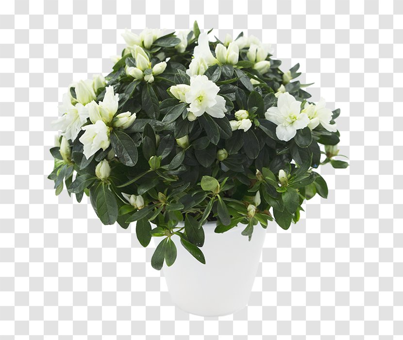 Azalea Flowerpot Houseplant Cape Jasmine Shrub - Rhododendron Transparent PNG