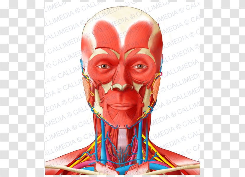 Muscle Anterior Triangle Of The Neck Head And Anatomy - Cartoon - Bloodstain Transparent PNG
