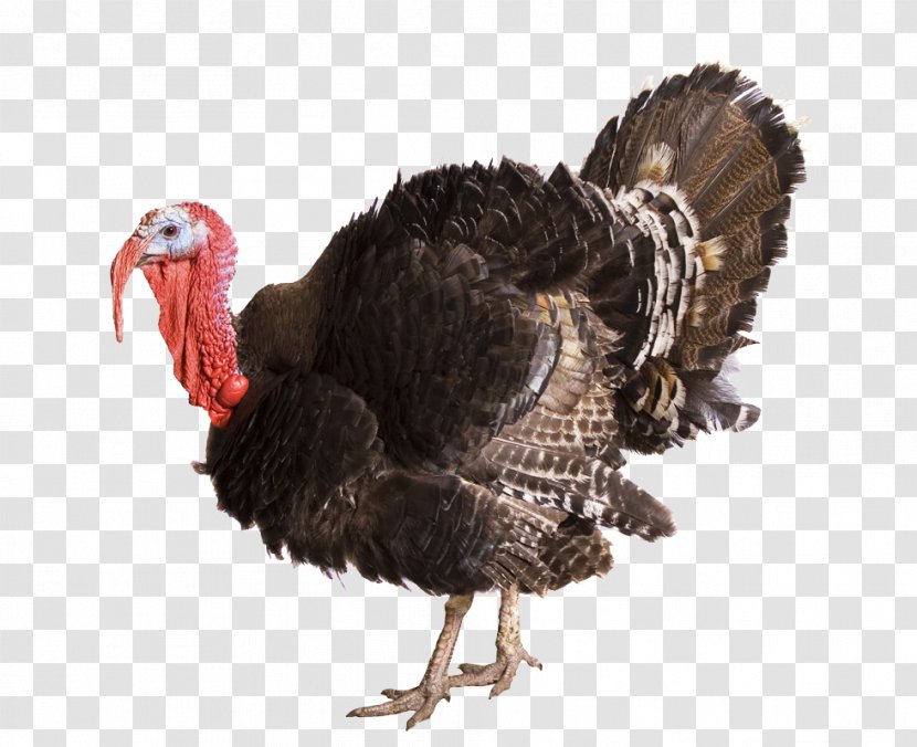 Bronze Turkey Broad Breasted White Black Slate - Thanks Giving Transparent PNG