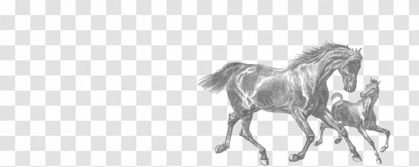 Foal Mare Clydesdale Horse American Quarter Clip Art - Run Transparent PNG