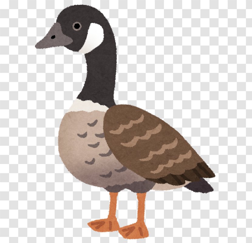 Cackling Goose Duck Nene Ganso - Ducks Geese And Swans Transparent PNG