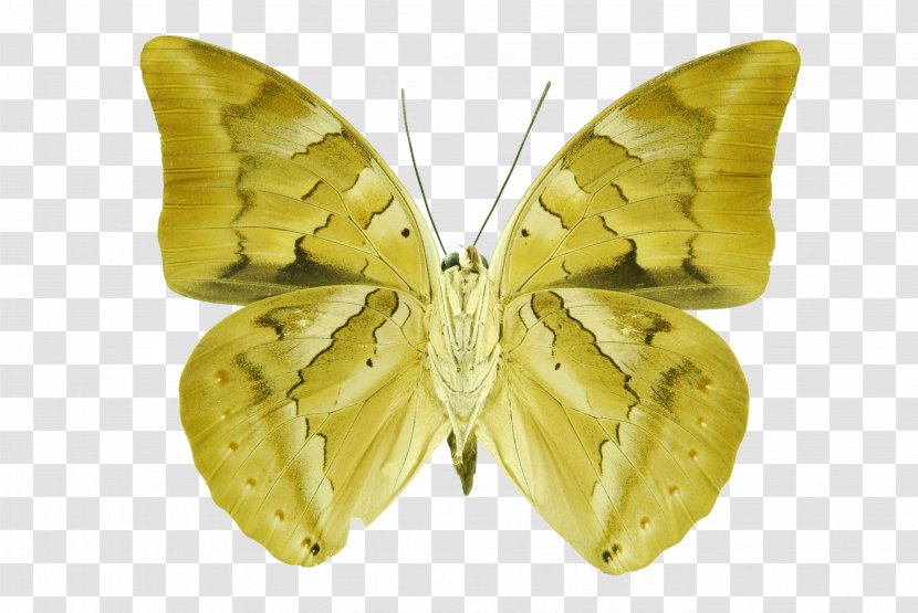 Bombycidae Moth - Invertebrate - Ramses Ii Transparent PNG