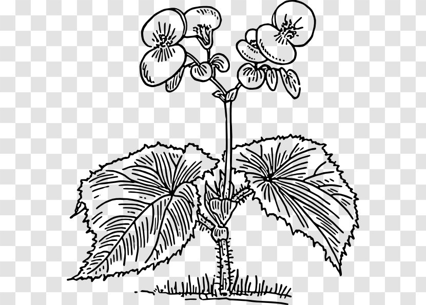 Coloring Book Tuberous Begonias Elatior Begonia Clip Art - Invertebrate - Flower Transparent PNG