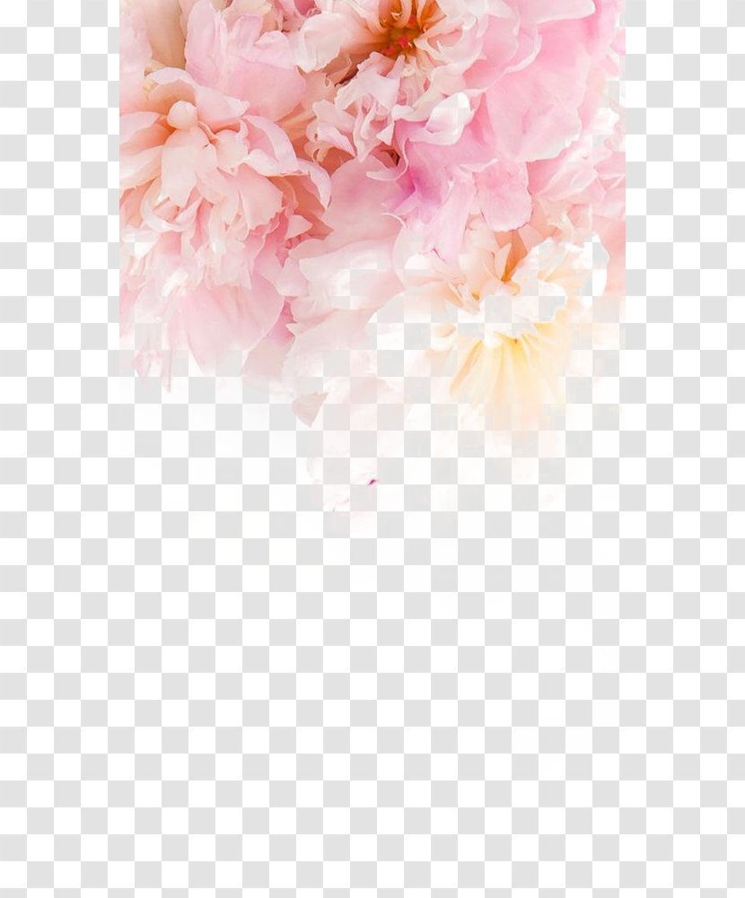IPhone 6 Plus 5s Flower Wallpaper - Iphone - Pink Peony Transparent PNG