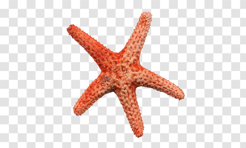 Starfish Clip Art - Photography - Pictures Transparent PNG