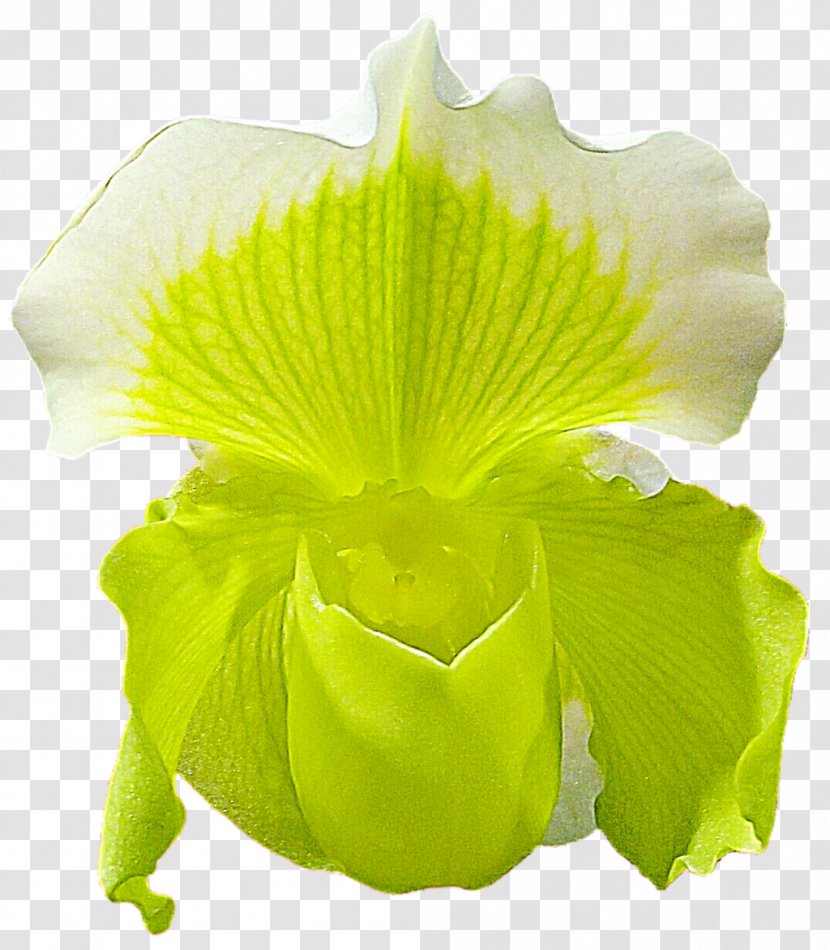 Petal Leaf - Yellow Transparent PNG