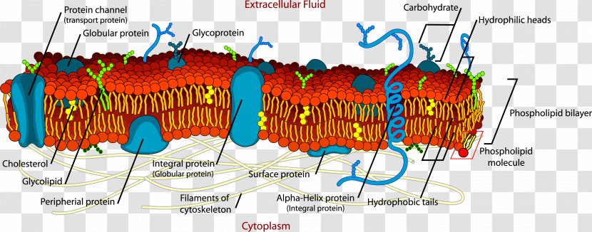 Cell Membrane Biological Plant Extracellular Fluid - Text - Lunar Cycle Flip Book Transparent PNG