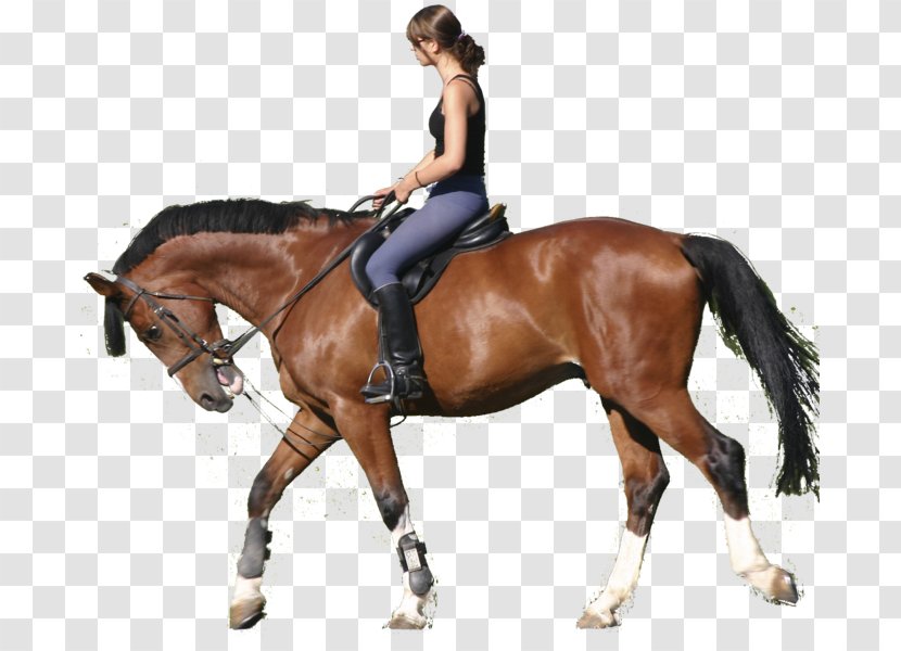 Horse Equestrian Clip Art Pony - Horserider Transparent PNG