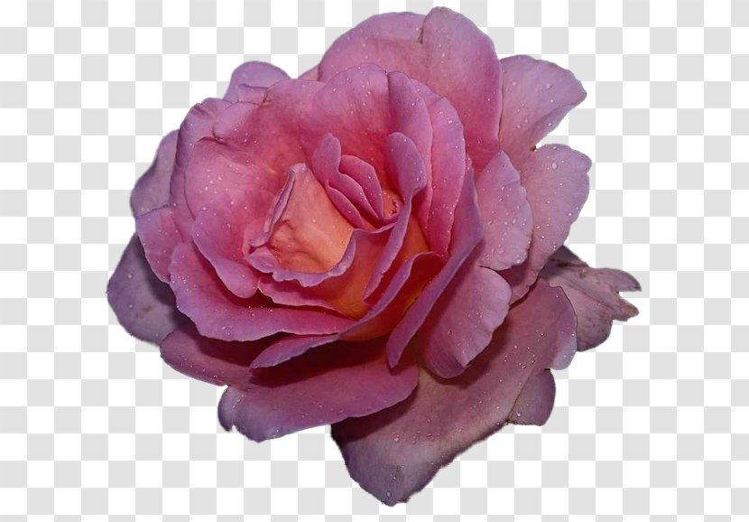 Love Flower Desktop Wallpaper Garden Roses - Rose Order Transparent PNG