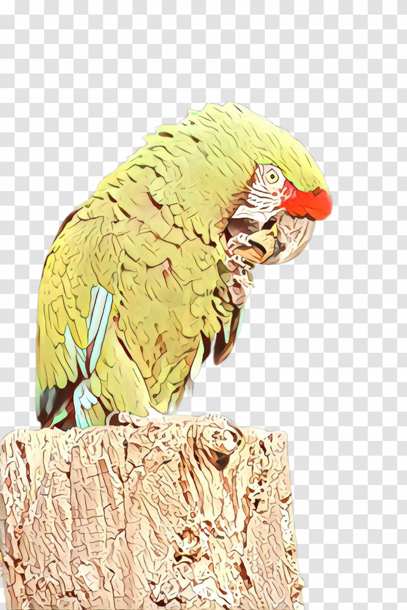 Bird Parrot Parakeet Beak Macaw Transparent PNG
