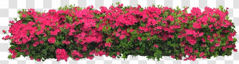 Arbustos Con Flor Shrub Flower Tree - Bushes Transparent PNG