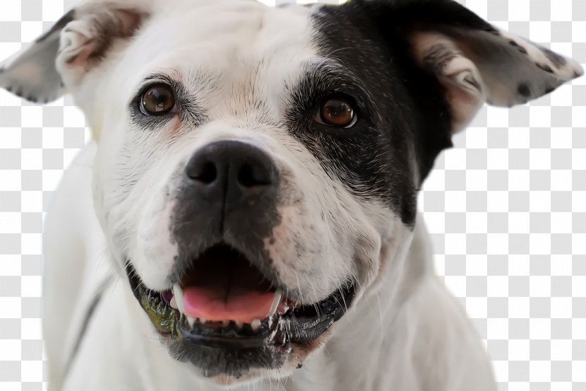 American Bulldog Transparent PNG