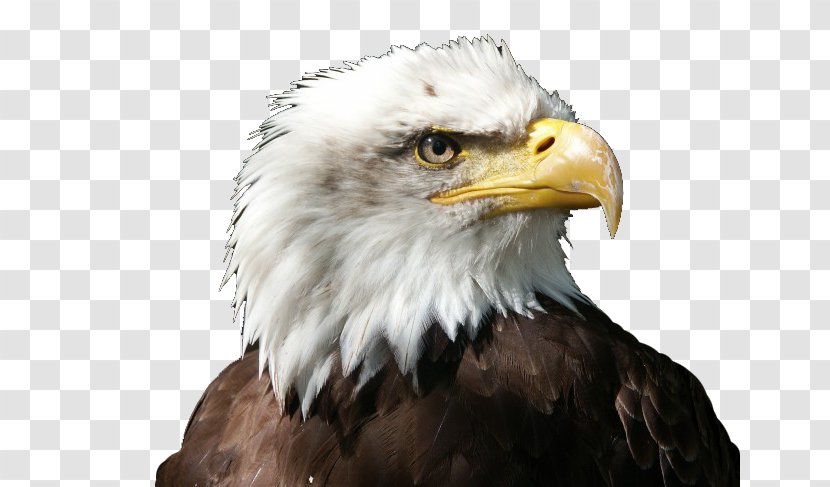 Bald Eagle White-tailed Stellers Sea Bird Owl - Mighty Transparent PNG