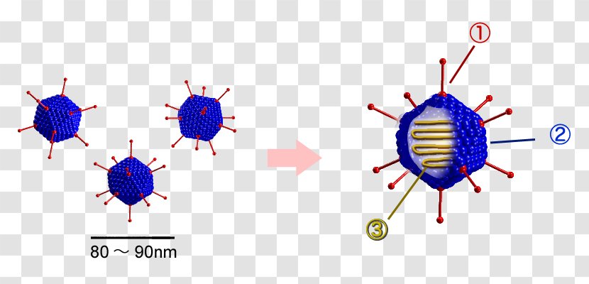 Adenoviridae DNA Virus Pharyngoconjunctival Fever Capsid - Flower - Vector Of Cells Transparent PNG