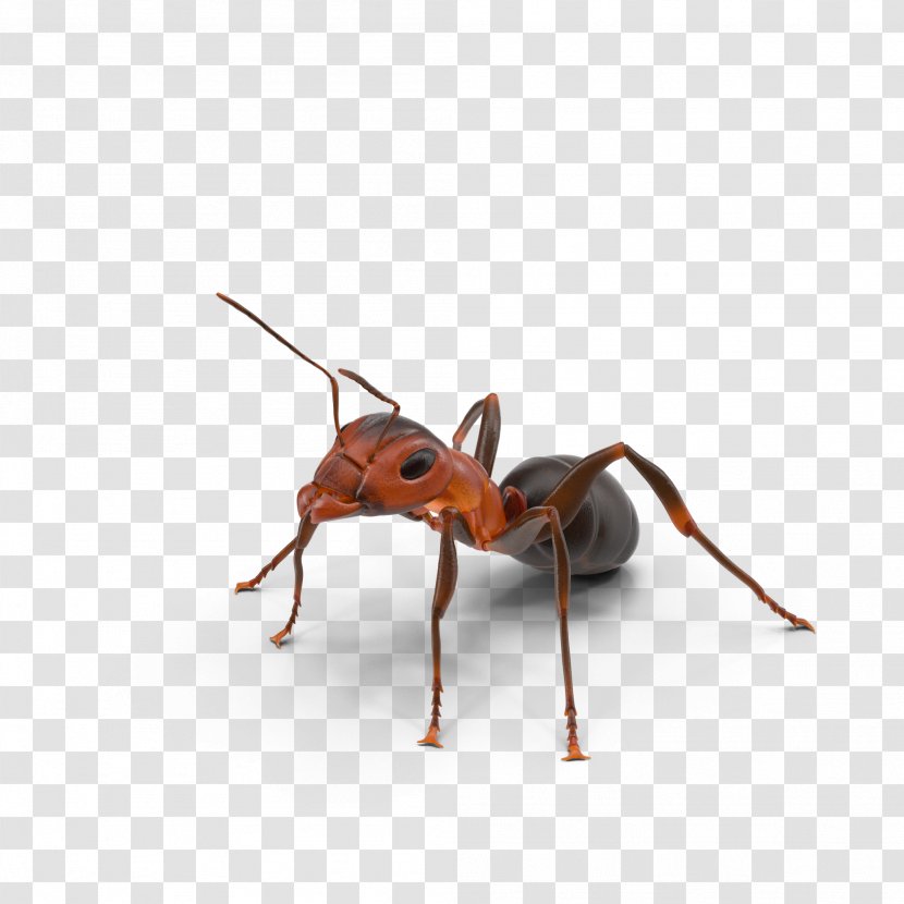 Ant Texas Insect - Membrane Winged - Ants Transparent PNG
