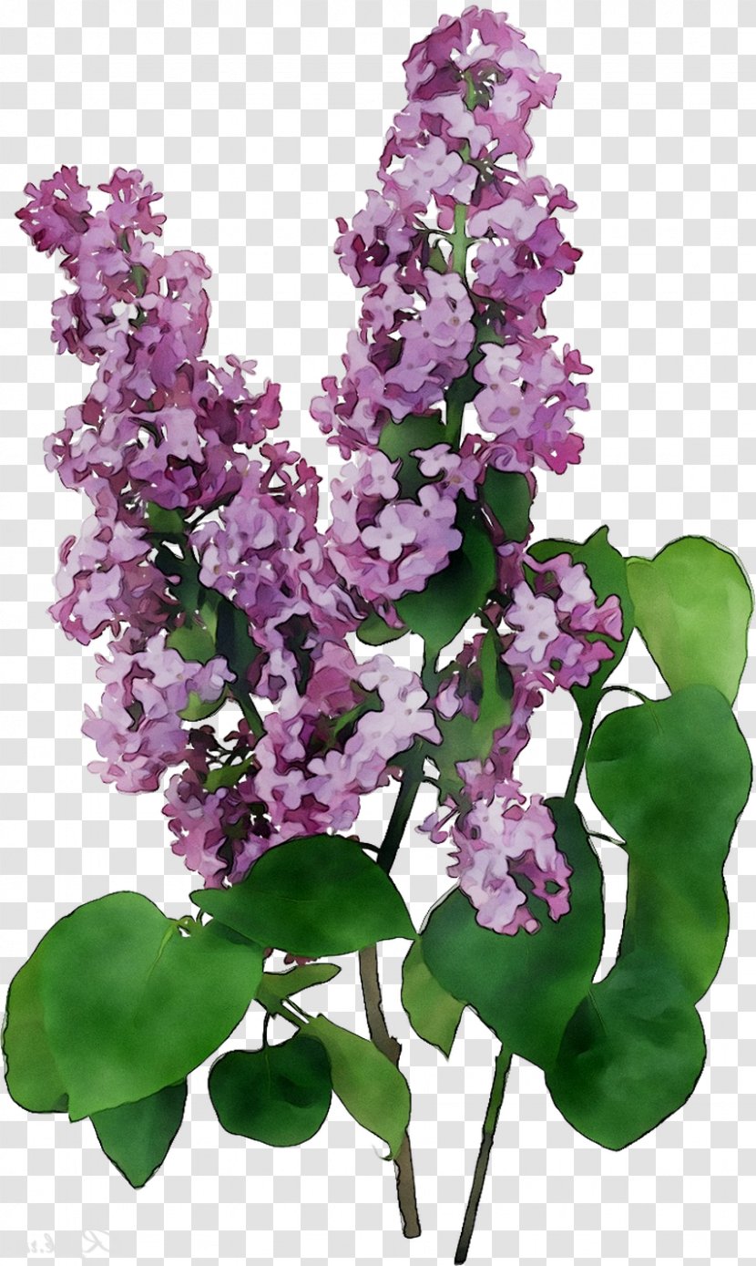 Lilac Lavender - Plant - Moth Orchid Transparent PNG