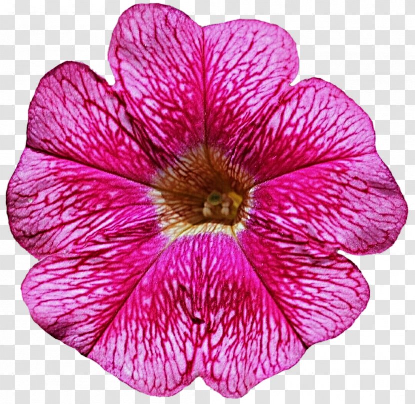 Petunia Flower Clip Art - Flowering Plant - Cliparts Transparent PNG