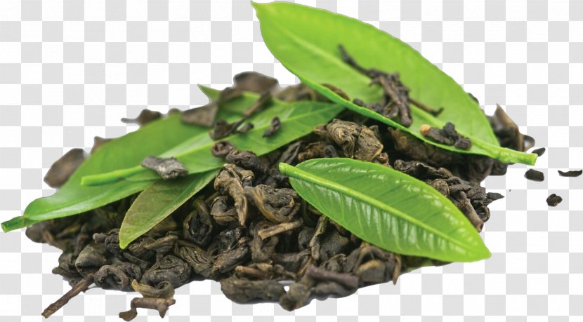 Black And White Flower - Nilgiri Tea - Bay Leaf Herb Transparent PNG
