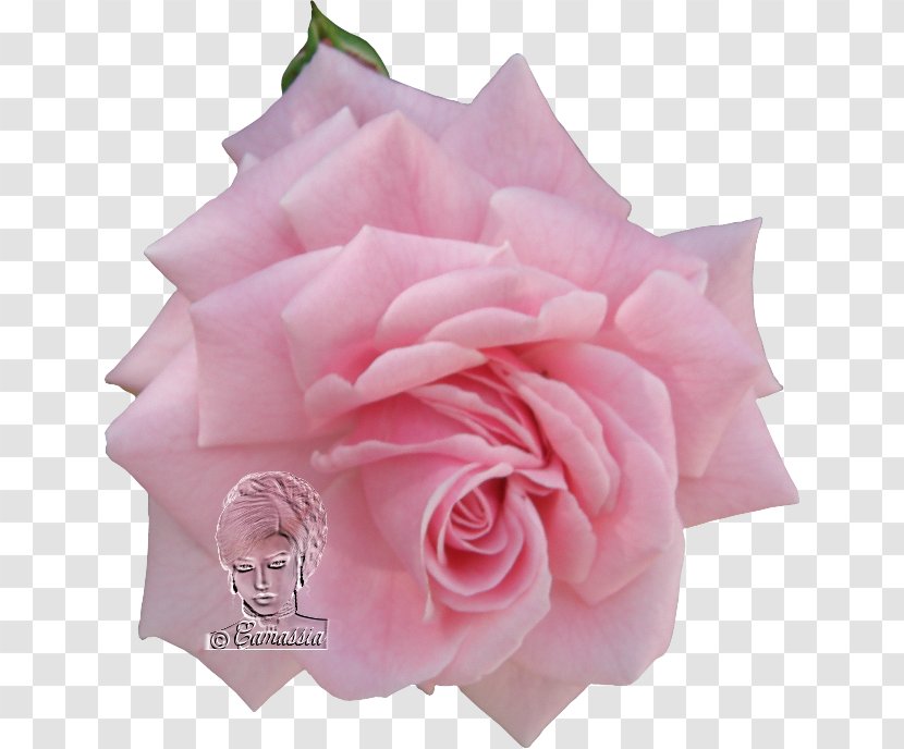 Garden Roses Cabbage Rose Floribunda Cut Flowers Petal - Peach Transparent PNG