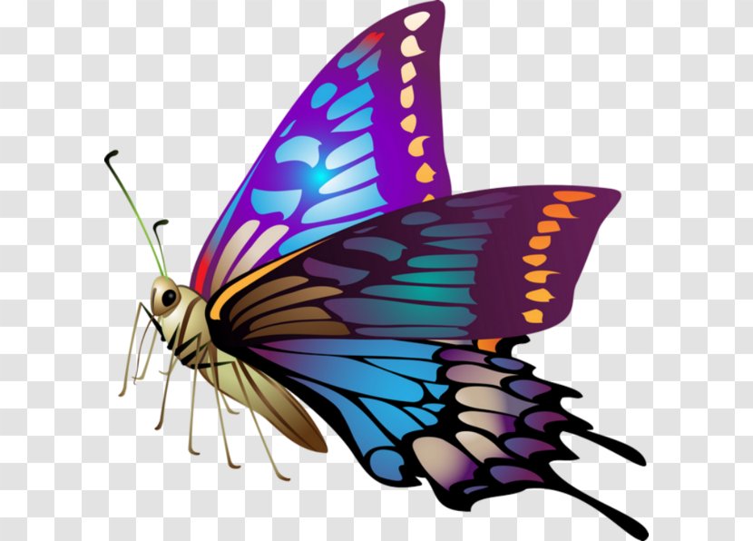 IPhone 5 4 6s Plus Desktop Wallpaper 6 - Insect - Papillon Transparent PNG