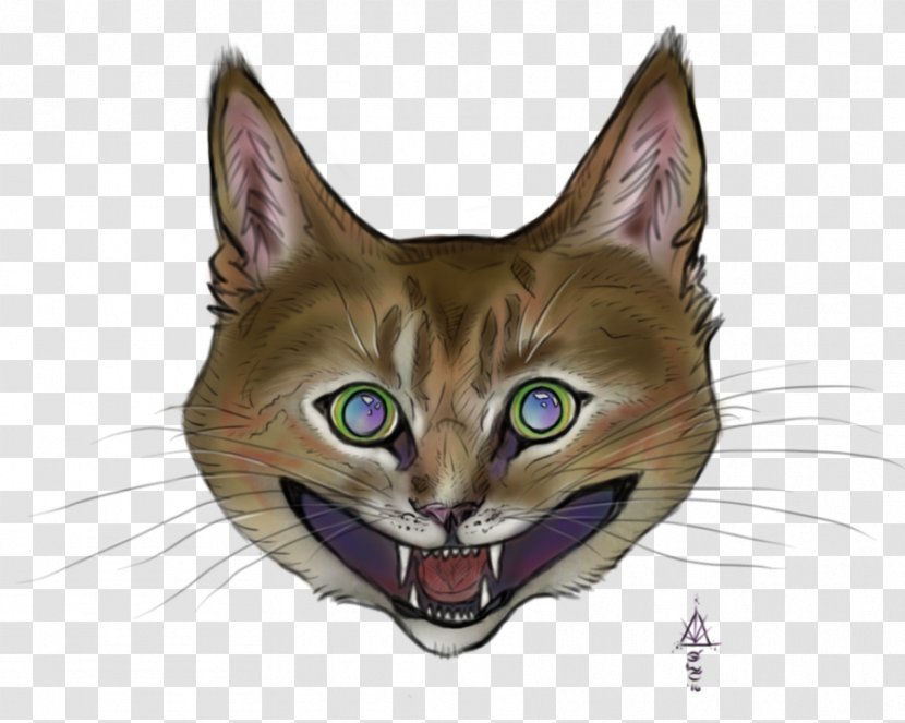 Whiskers Havana Brown Kitten Domestic Short-haired Cat Tabby - Like Mammal Transparent PNG