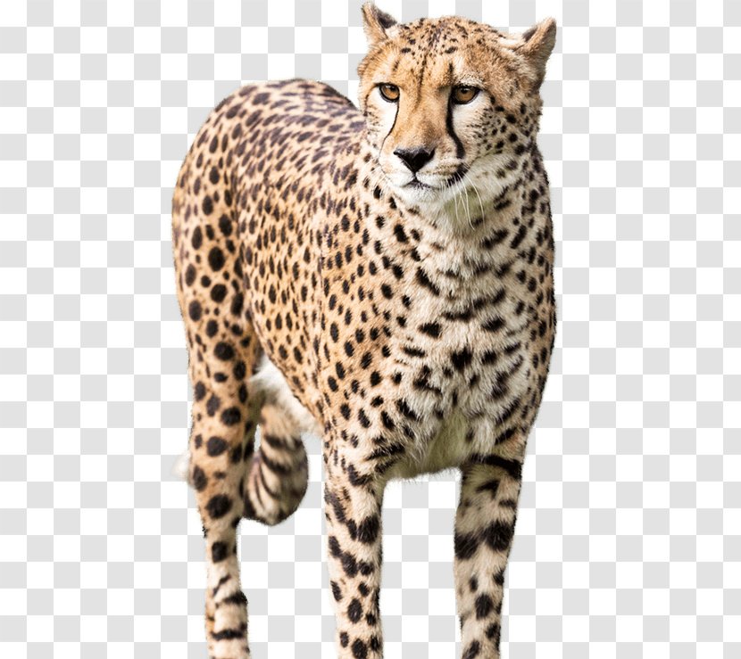 National Zoo & Aquarium Cheetah Leopard - Terrestrial Animal Transparent PNG