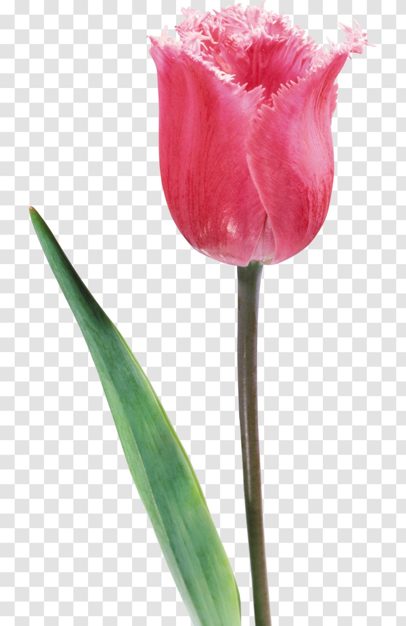 Tulip Flower Liliaceae Plant Stem - Lilium Transparent PNG