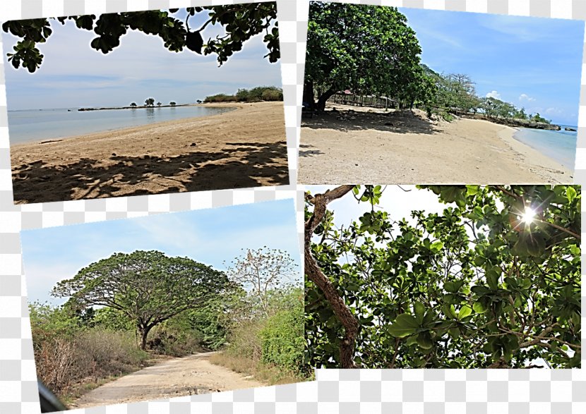 Cape Santiago Burot Beach Vegetation Family - Biome - Manila Jeepney Transparent PNG