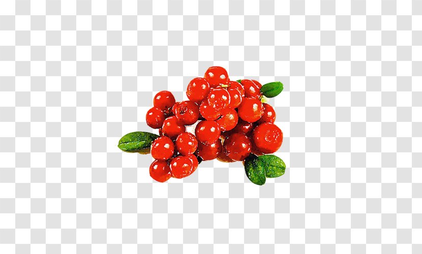 Cranberry Red Auglis - Superfood - Berries Hand Painting Color Transparent PNG