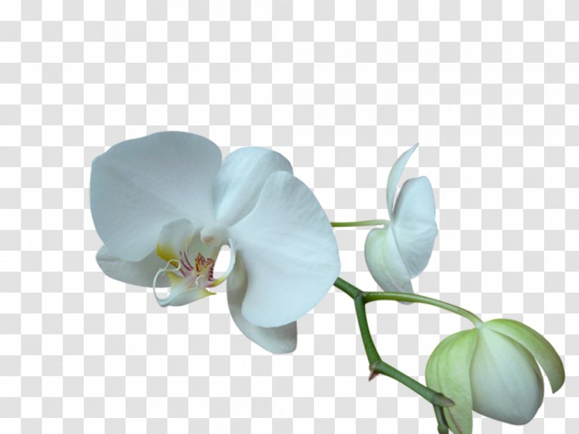 Moth Orchids Blog Flower Clip Art Transparent PNG