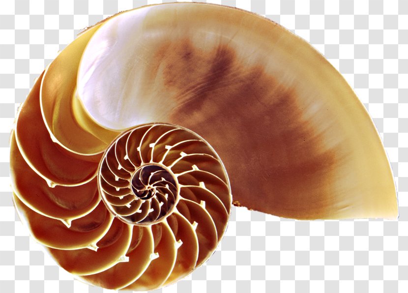 Seashell Chambered Nautilus Nautilidae Conchology Evolution - Nautiluses - Shells Transparent PNG