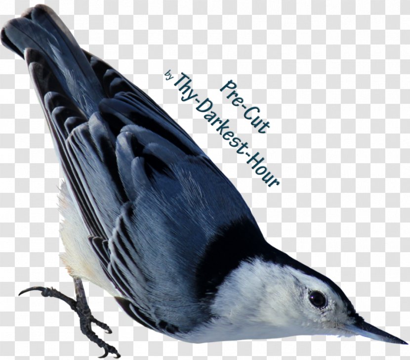 Bird Lark Download - Information - White Parrot Transparent PNG