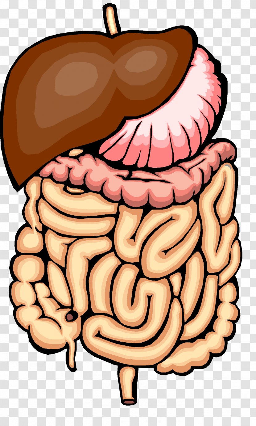 Digestion Physical Change Human Digestive System Chemical Gastrointestinal Tract - Frame - Organs Transparent PNG