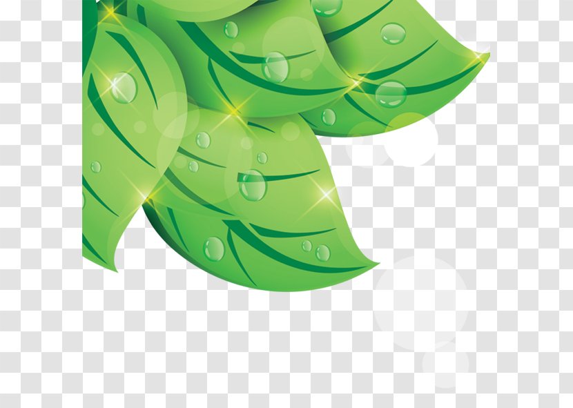 Leaf Green Drop Transparent PNG