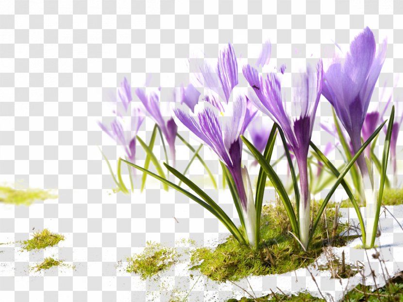 Bible Healing Faith Child John 14 - Purple Flowers Floral Background Transparent PNG