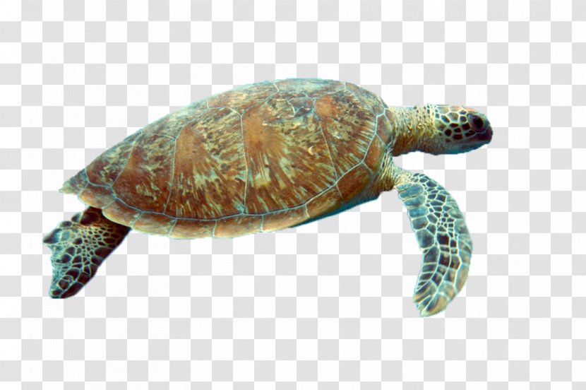 Box Turtle Reptile Sea Tortoise - Loggerhead Transparent PNG