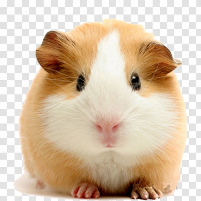 Vietnamese Pot-bellied Pet Guinea Pigs Dog Rodent - Muroidea - Pale Yellow Transparent PNG